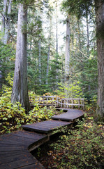 Giant Cedars Boardwalk Trail - Mount Revelstoke National Park, British Columbia, Canada featuring large old cedar trees