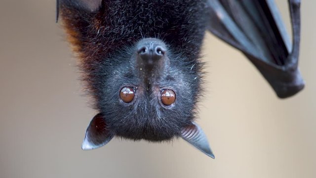 Pteropus Vampyrus hanging peacefully upside down and staring at the camera. EXTREME CLOSE UP
