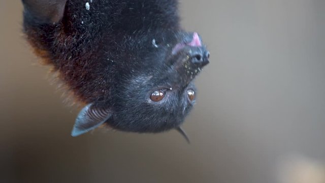 Pteropus Vampyrus hanging upside down relishing the rests of his food. EXTREME CLOSE UP