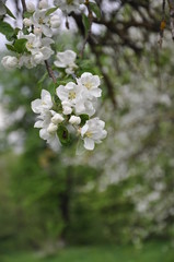 blooming apple tree