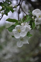 blooming apple tree in spring