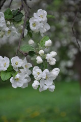 blooming apple tree in spring