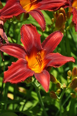 Lily flower