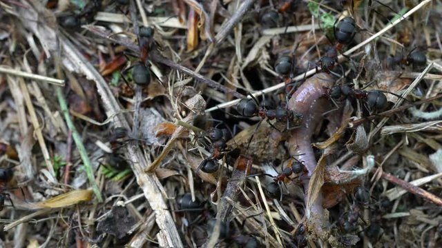 Ants touching and pulling with jaws dead earthworm - (4K)