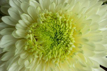 centre of a flower