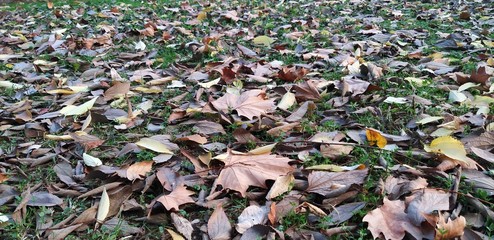 Autumn Fallen Leaves