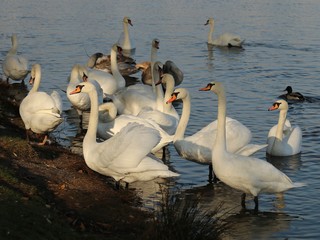 Flock of swans