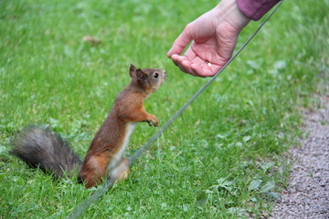A red haired young squirrel with a bushy tail sniffs a man's hand in search of food