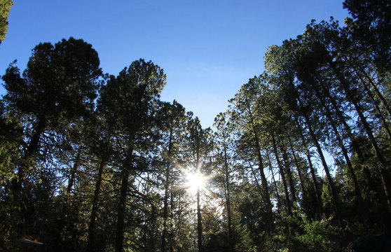 Sun flare across forest pine trees blue sky