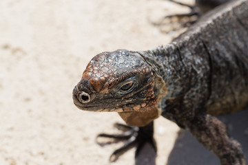 iguana, exuma, bahamas, wildlife