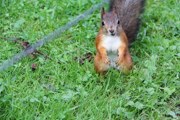 A red haired young squirrel with a bushy tail chews food extracted in the Park