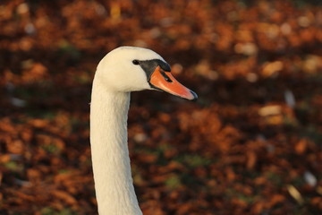 portrait of a swan