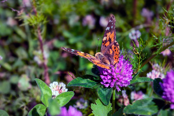 Argynnis paphia. Beautiful Argynnis paphia butterfly in sunlight in herb garden.
