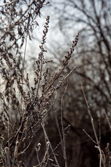 Stems withered autumn grass covered with first frost. Off-season. Greyness.