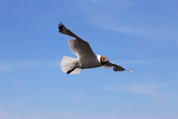 Seagull soars in blue sky with its wings wide open. Close up.