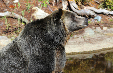 Closeup of a very large brown Grizzly Bear surrounded by natural habitat found near Vancouver, British Columbia, Canada