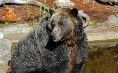 Closeup of a very large brown Grizzly Bear surrounded by natural habitat found near Vancouver,...