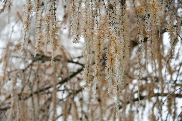 larch branches covered with hoarfrost 
