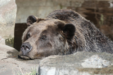 Closeup of a very large brown Grizzly Bear surrounded by natural habitat found near Vancouver,...