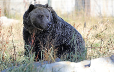 Closeup of a very large brown Grizzly Bear surrounded by natural habitat found near Vancouver, British Columbia, Canada