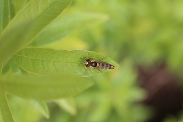 syrphe