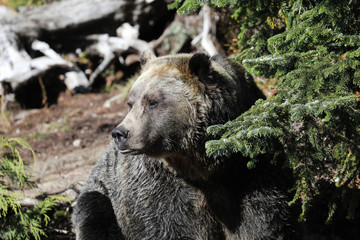 Closeup of a very large brown Grizzly Bear surrounded by natural habitat found near Vancouver,...