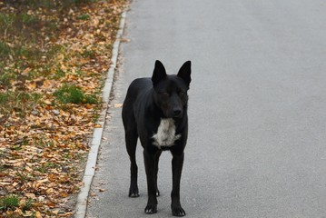 one big black dog stands on gray asphalt in the street