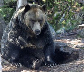 Closeup of a very large brown Grizzly Bear surrounded by natural habitat found near Vancouver, British Columbia, Canada