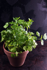 Homegrown and aromatic herb organic parsley in old clay pot
