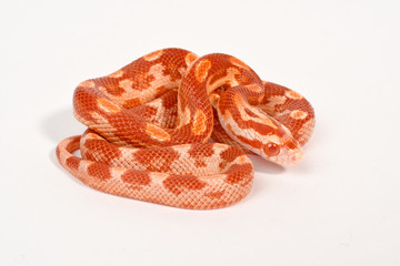 Kornnatter Bloodred Butter (Pantherophis guttatus) - Corn snake