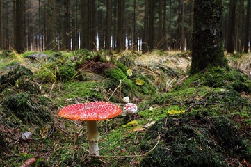 der gifitige Fliegenpilz