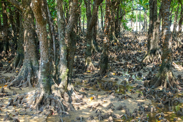 マングローブの森
