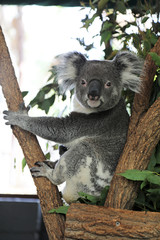 cute cuddly koala bears in gumtree in queensland, australia