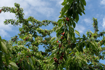 reife Kirschen 1 blauer himmel