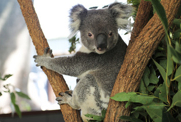 cute cuddly koala bears in gumtree in queensland, australia