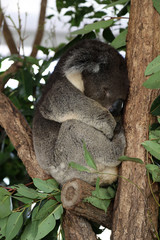 cute cuddly koala bears in gumtree in queensland, australia