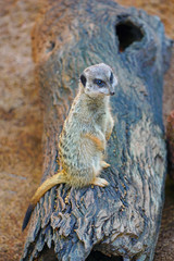 View of meerkats (suricate Suricata suricatta)