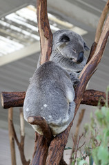 Naklejka premium cute cuddly koala bears in gumtree in queensland, australia