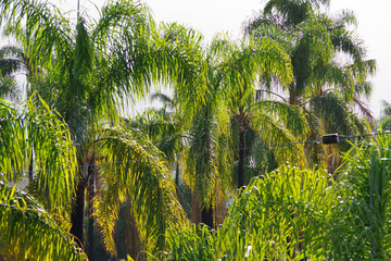Close-up view of the crowns of palm trees lining the main street of Santa Barbara