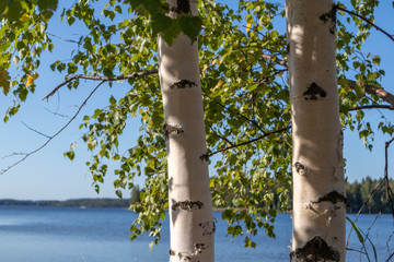 Berkenbomen zonnige dag in de buurt van het meer in finland mooie natuur nordic fins landschap wild daglicht achtergrond