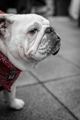 British Bulldog face