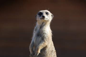 Standing meerkat