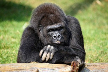 gorilla