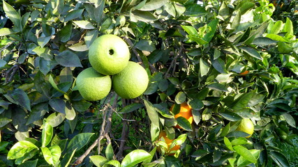 Prächtige Orangen im November in spanischen Gärten