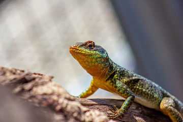 Gecko_Brésil