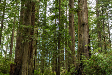 Ladybird Grove Redwoods