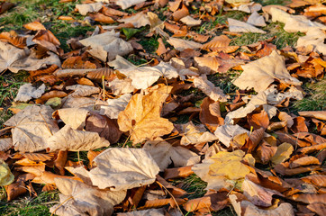 Colorful and bright background made of fallen autumn leaves .