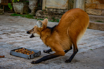 maned wolf eating © Tiffany