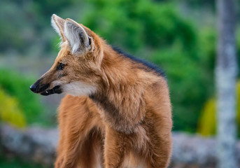 maned wolf posing