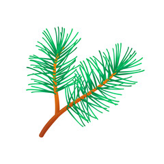 Pine fir tree branch isolated on white.
